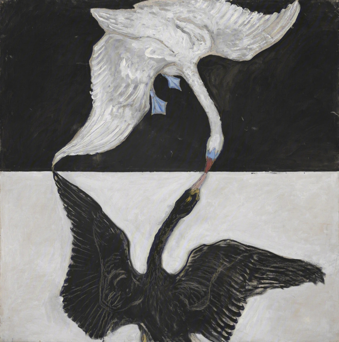 白天鹅和黑天鹅话剧图片