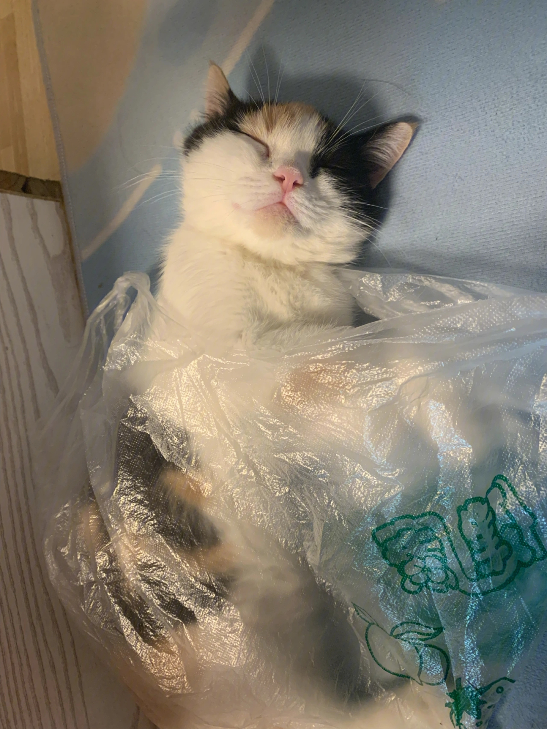 塑料袋猫咪