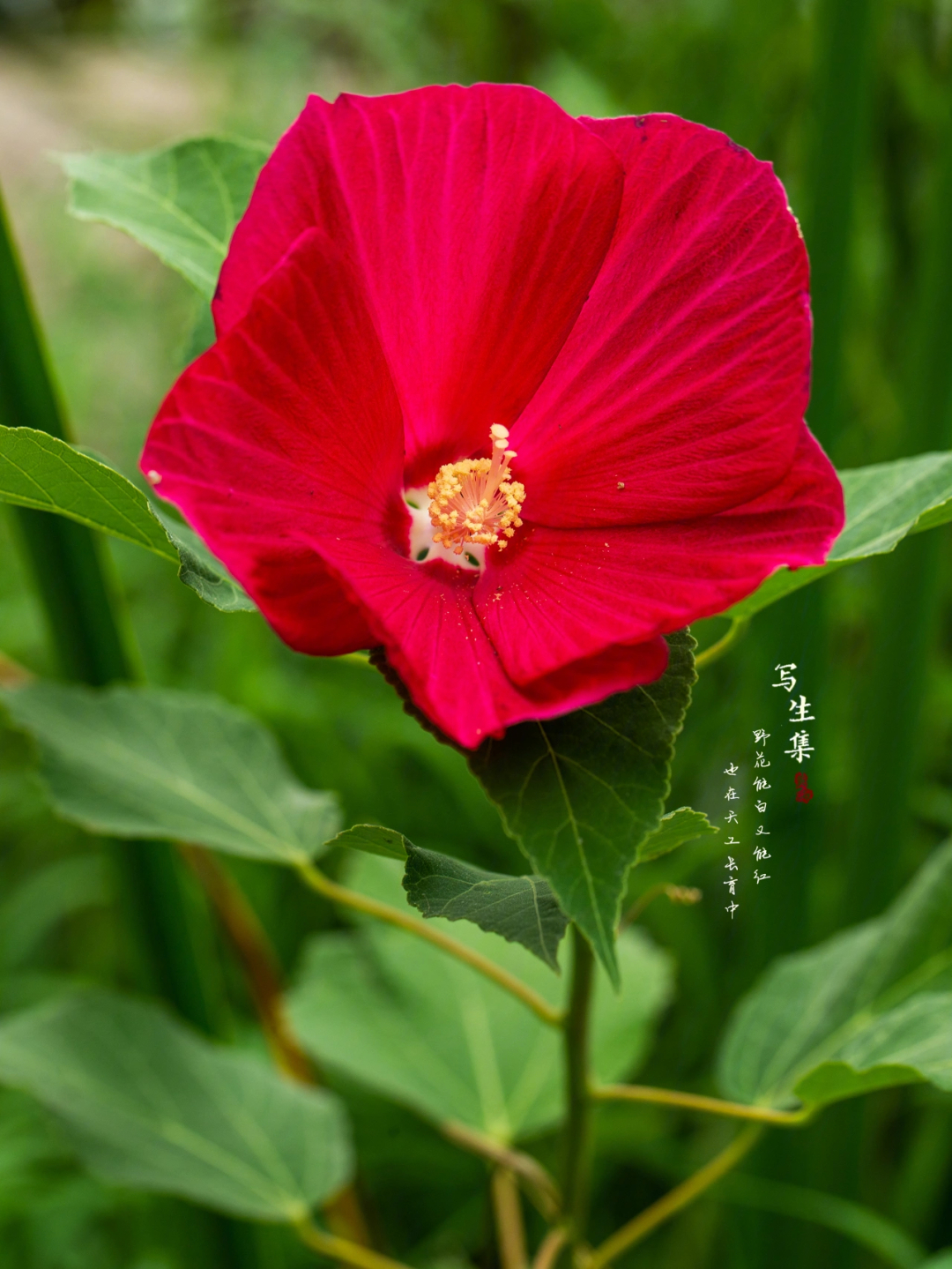 草芙蓉大花秋葵芙蓉葵