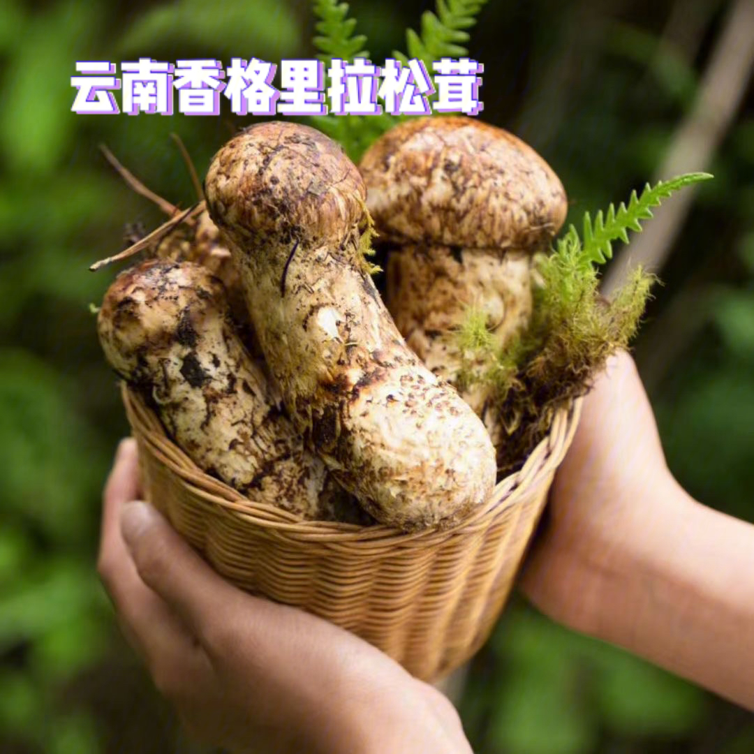 云南香格里拉松茸