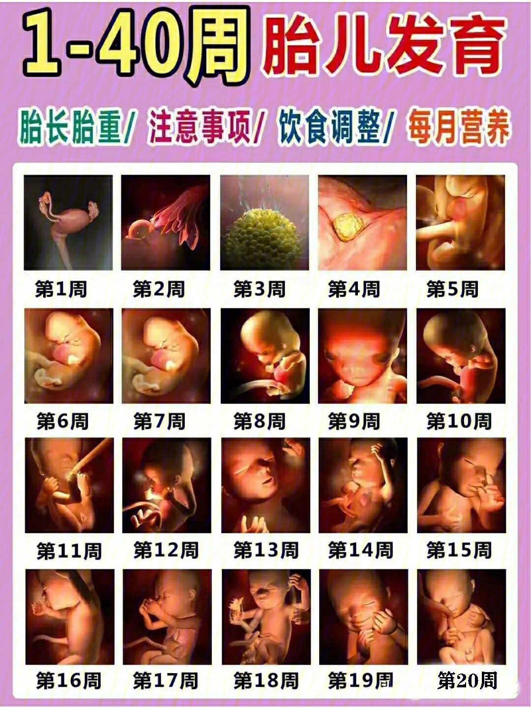 怀孕七十天胎儿发育图图片