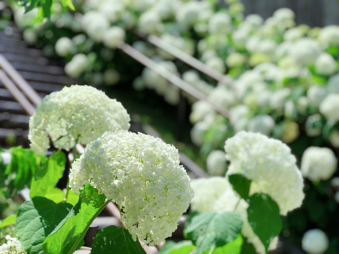 日本绣球花季东京台场的白色绣球花海