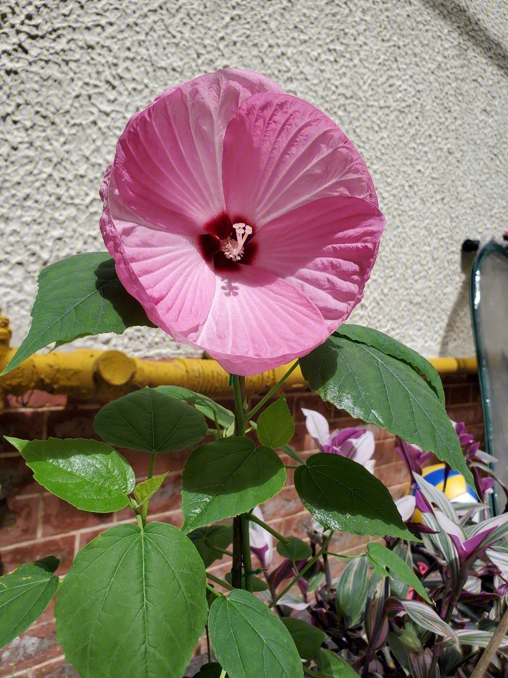 大花芙蓉葵开花咯