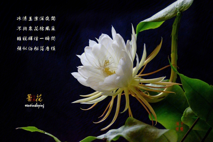 丝石竹的花语图片