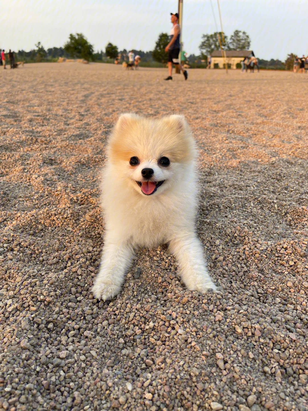 柴犬博美兄弟俩第一次一起去狗公园