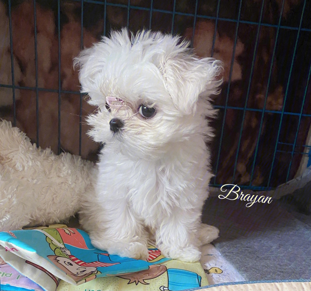 酷酷的男孩马尔济斯犬