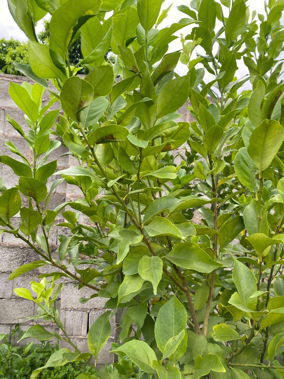 檬子木树叶子图片图片