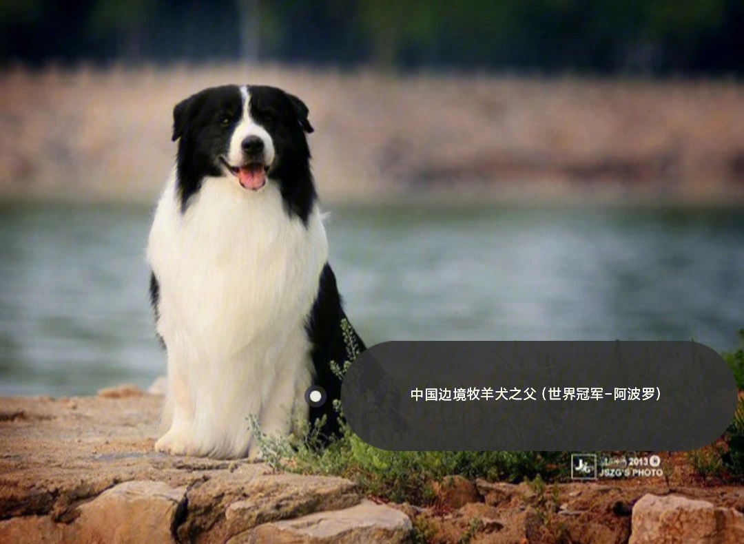 中国边境牧羊犬之父阿波罗世界冠军