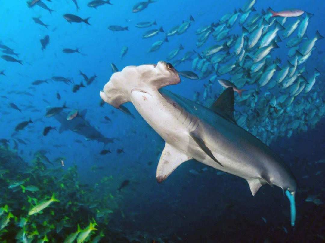你知道锤头鲨三角区吗?它包括科科斯岛,加拉帕戈斯群岛和马尔佩洛岛