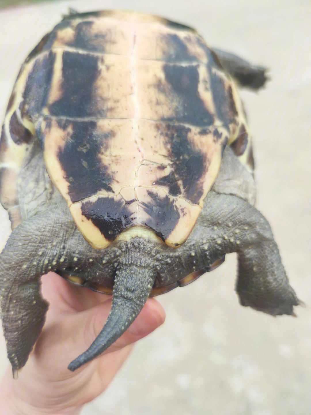 草龟最大能长多大图片图片