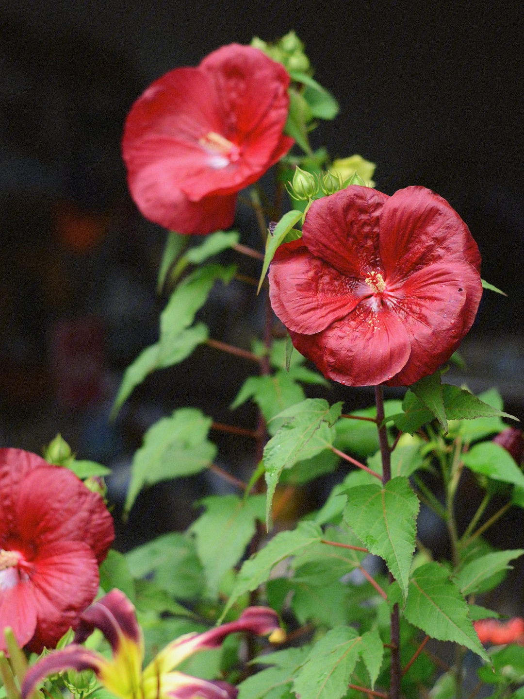 大花芙蓉葵天堂之夏