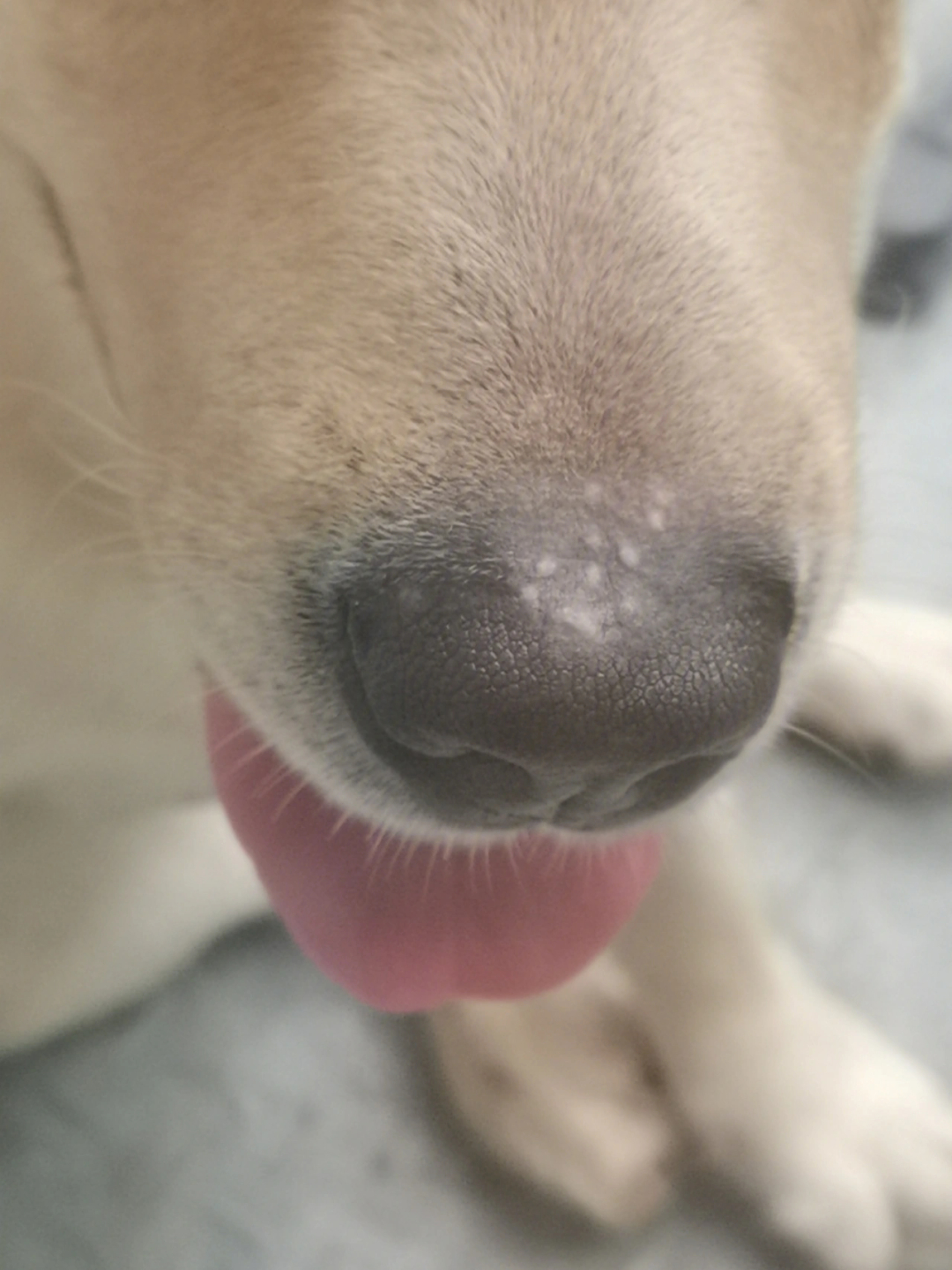 狗狗鼻子螨虫症状图片