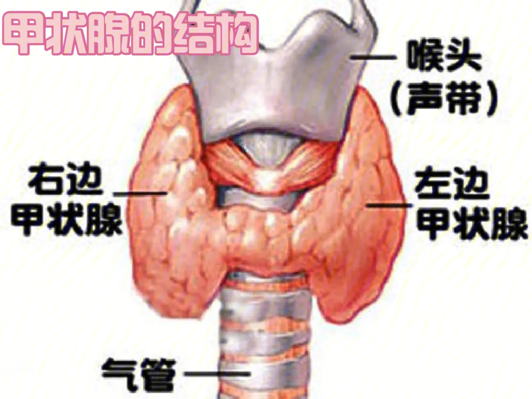 甲状腺组胚结构图片