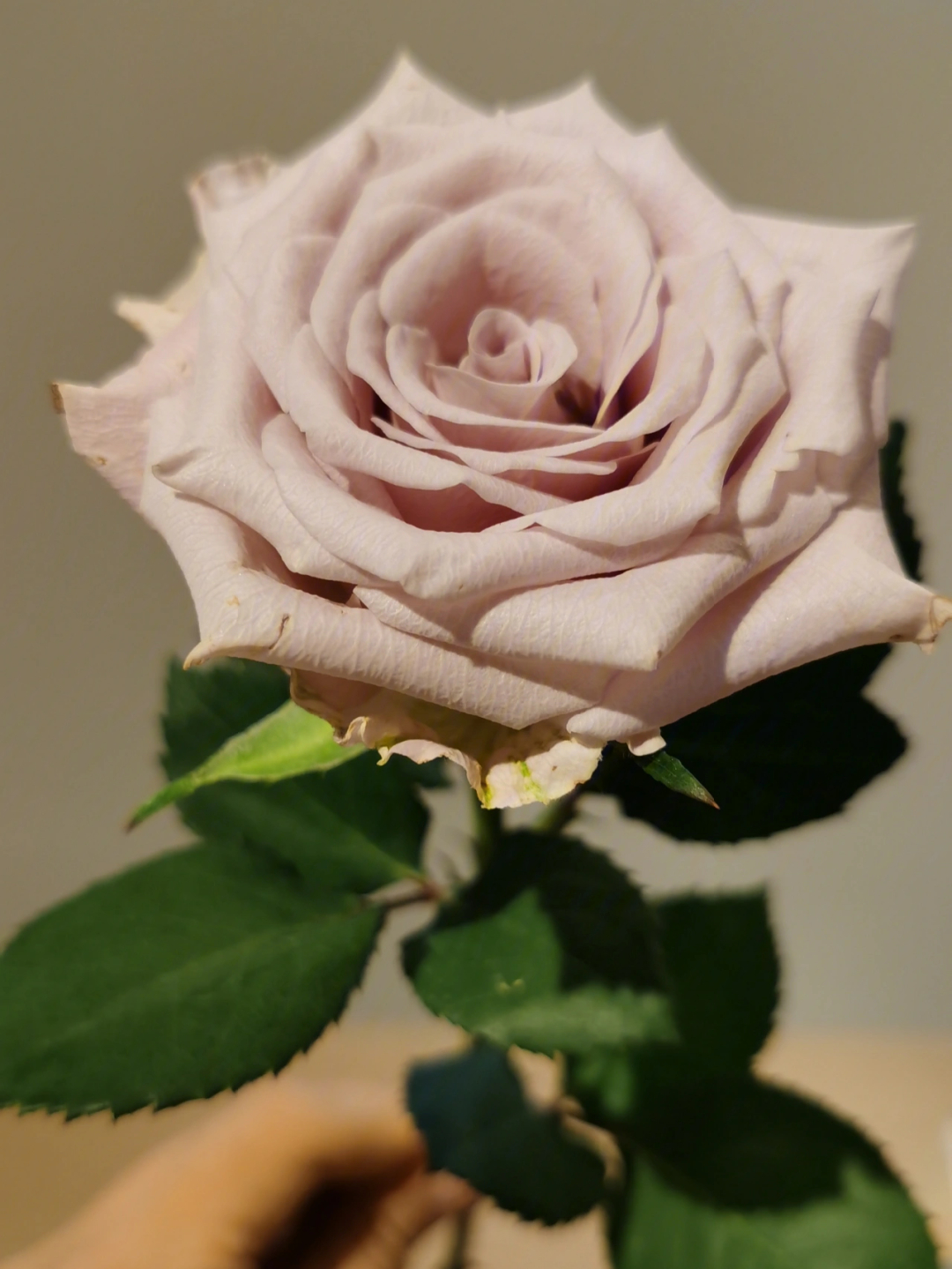 menta玫瑰花语图片