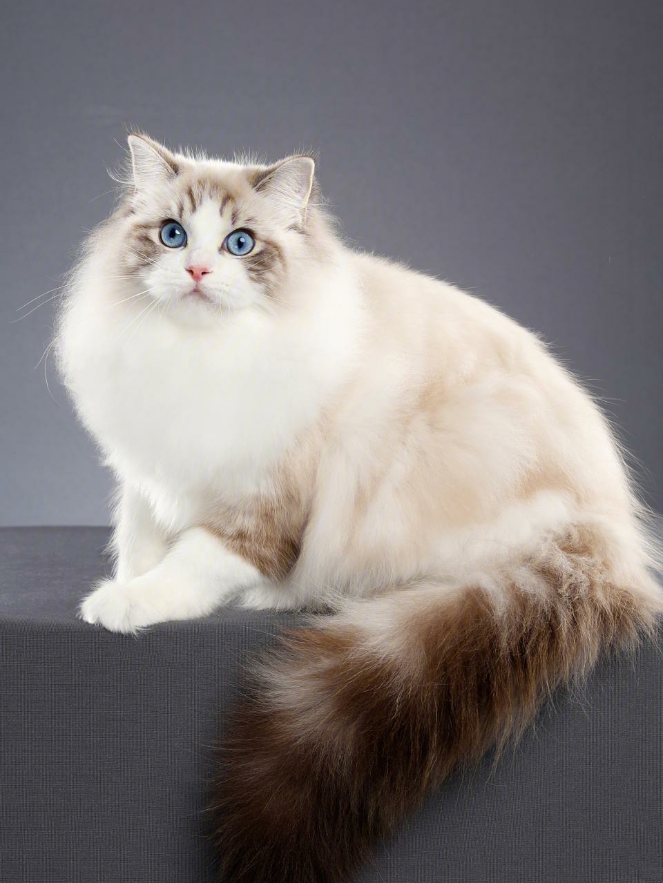 96重点是长毛猫先前被称作克梅尔猫,在美国也被叫