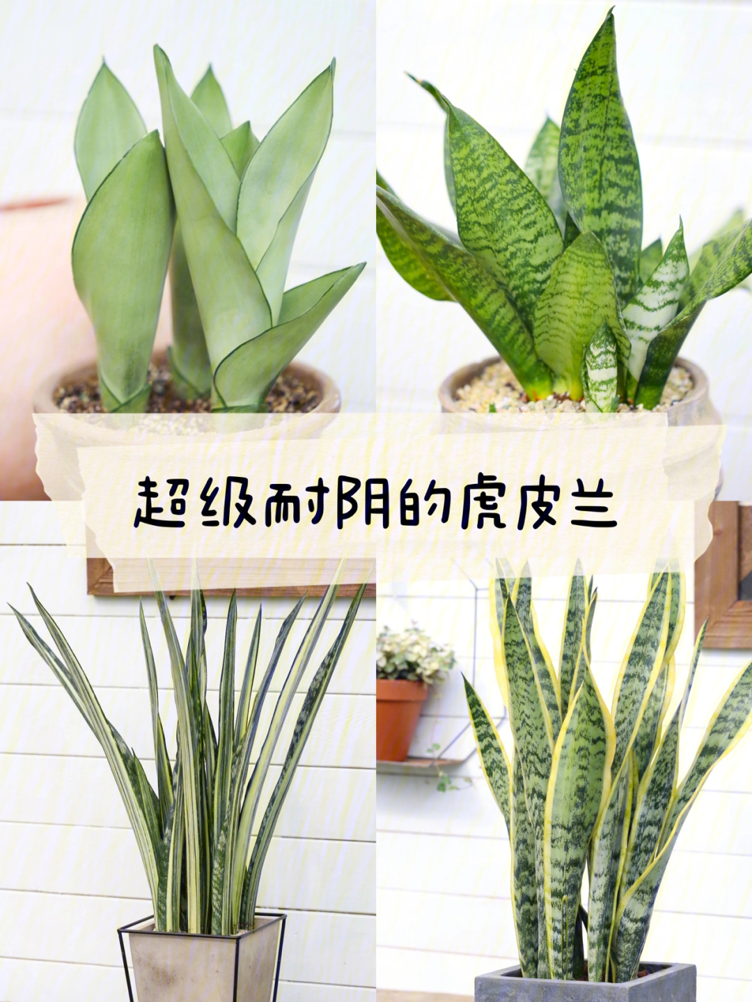 00懒人绿植手册虎皮兰