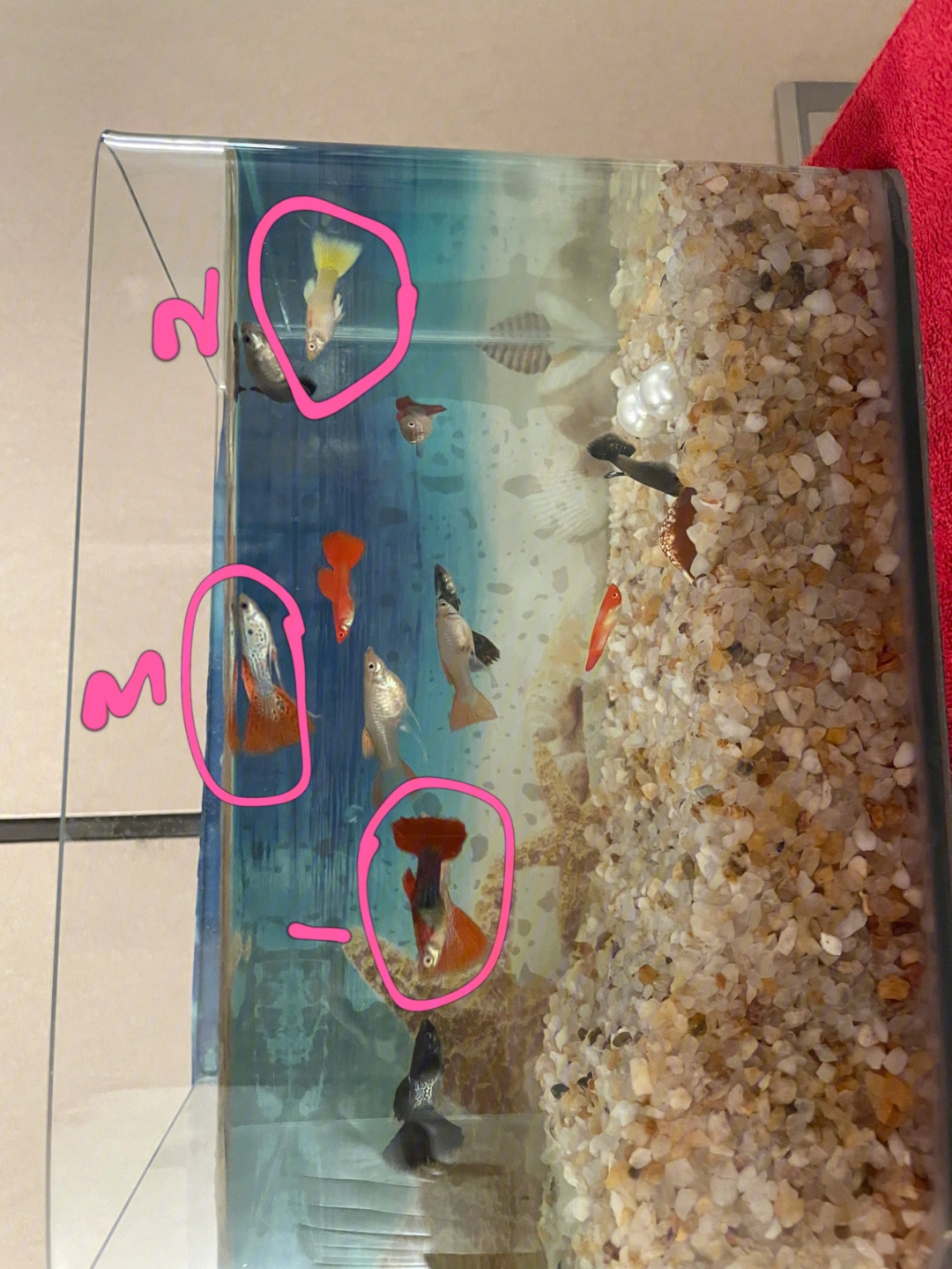 热带孔雀鱼繁殖过程图片