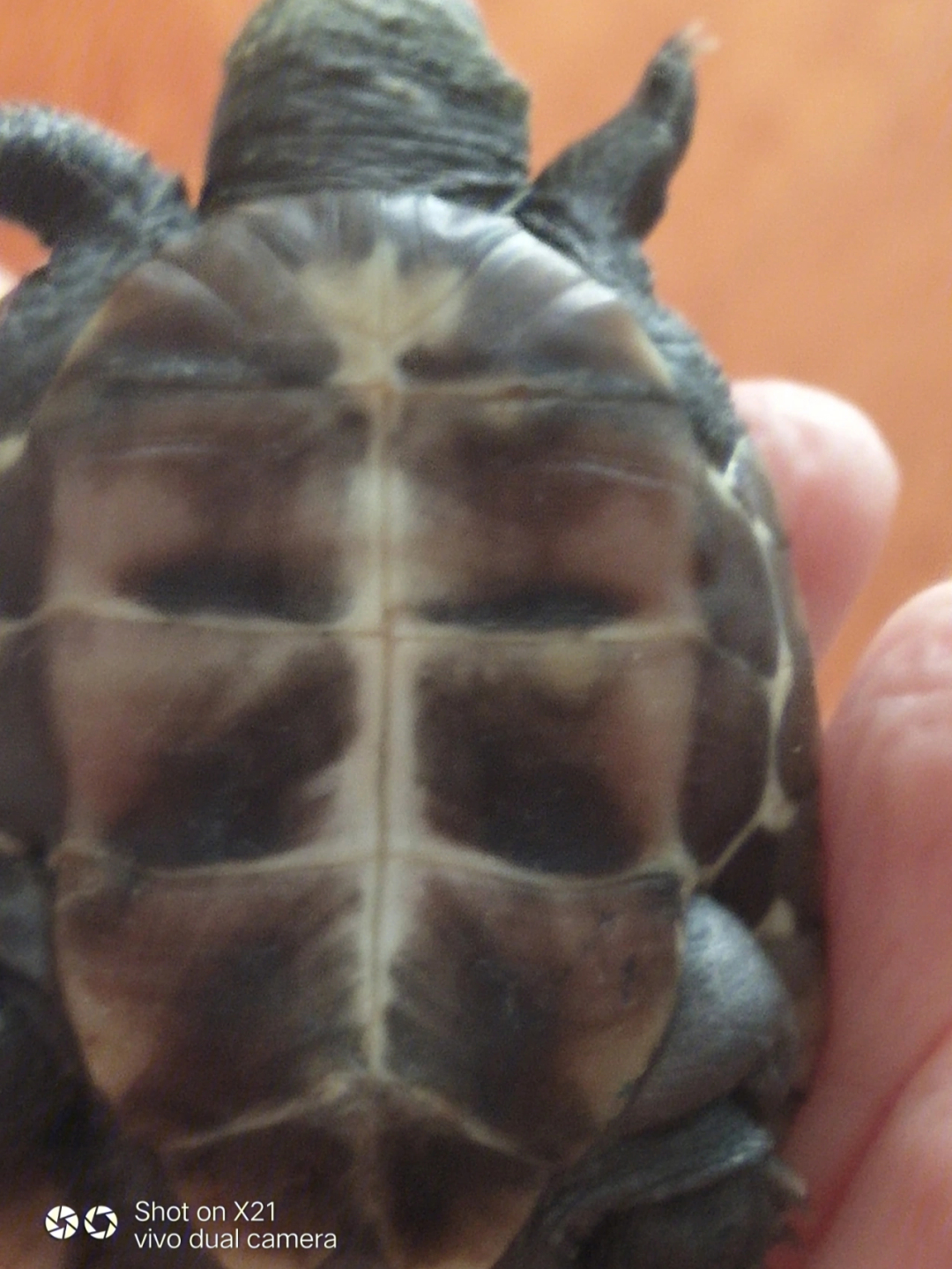 我们家小乌龟的鼻子是怎么了 ,为什么白白的,还有他嘴下面 ,而且乌龟