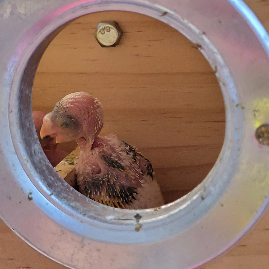 虎皮鹦鹉孵化过程图图片