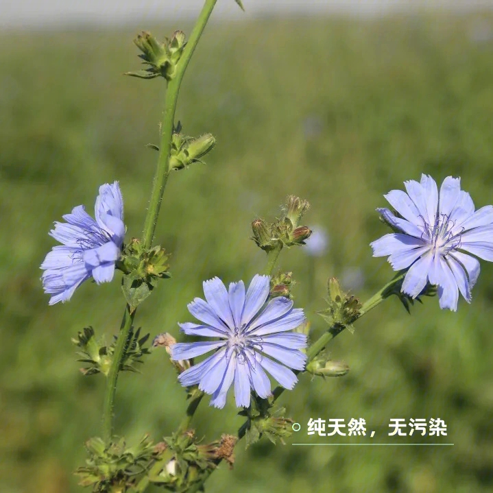 天山硕参图片