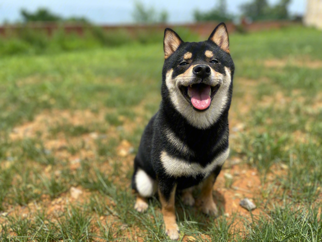 柴犬的治愈系微笑