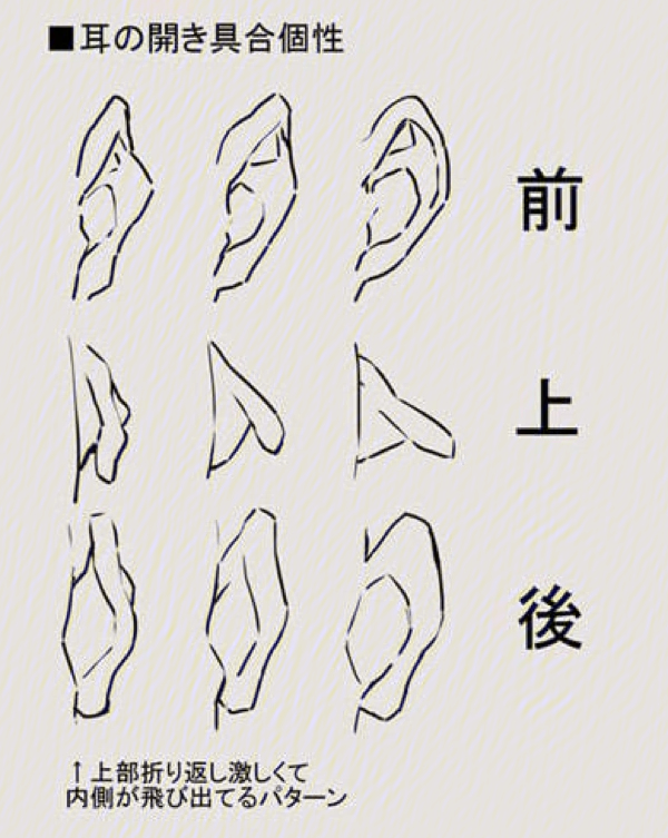 耳朵的结构图 简笔画图片