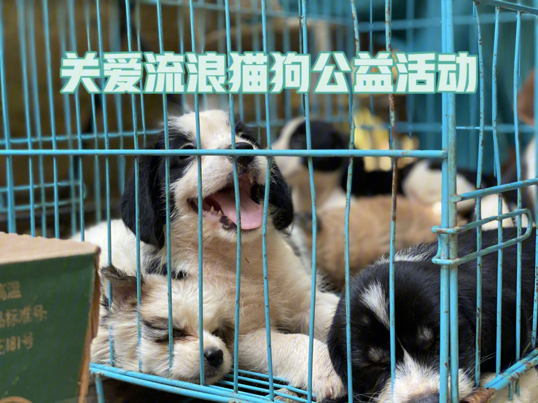 广州关爱流浪猫狗公益活动快来加入呀