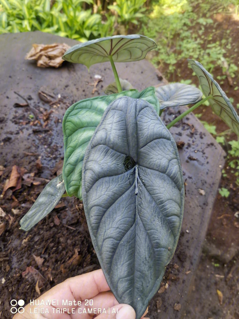 白犀牛海芋叶片卷图片