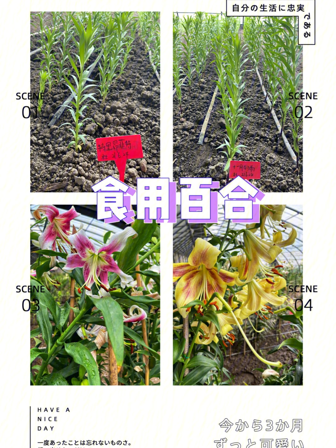 食用百合诗意的名字唯美的花