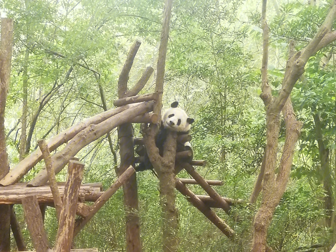 华蓥山大熊猫基地图片