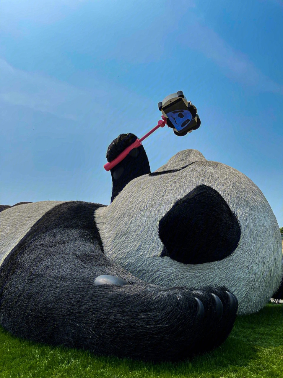 都江堰自拍熊猫地址图片