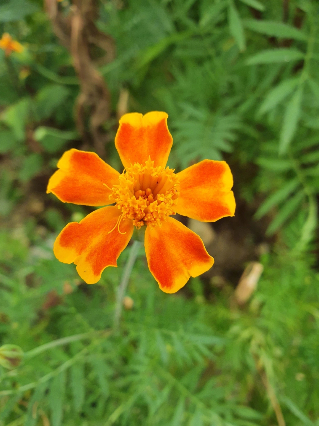 单瓣菊花种类图片