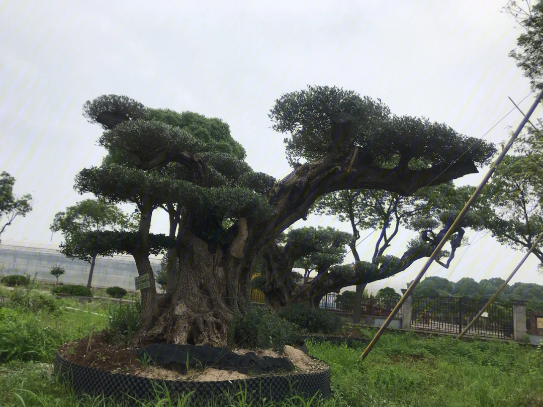 造型橄榄树造型罗汉松出售