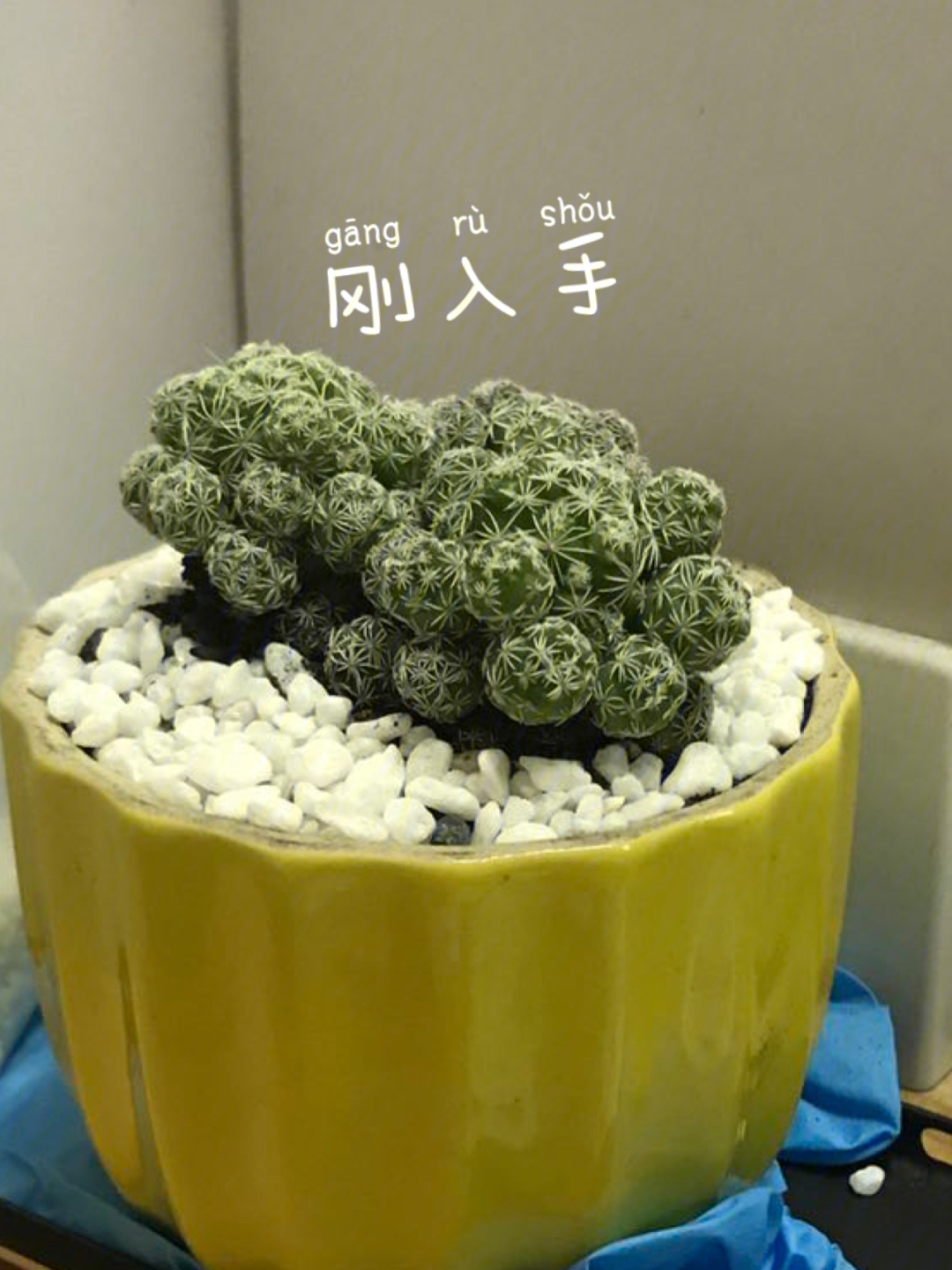 仙人球开花日记