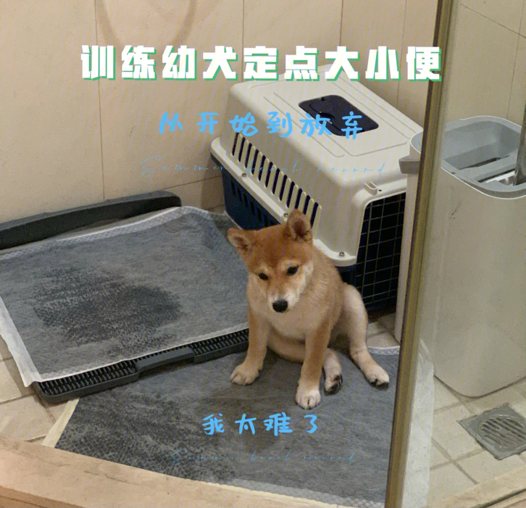 训练幼犬定点大小便