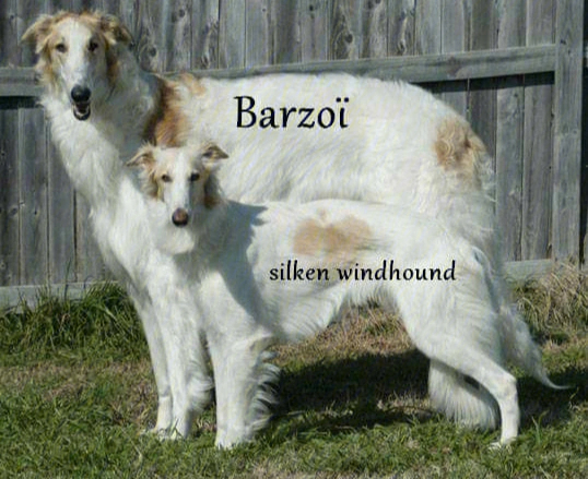 boarhound图片