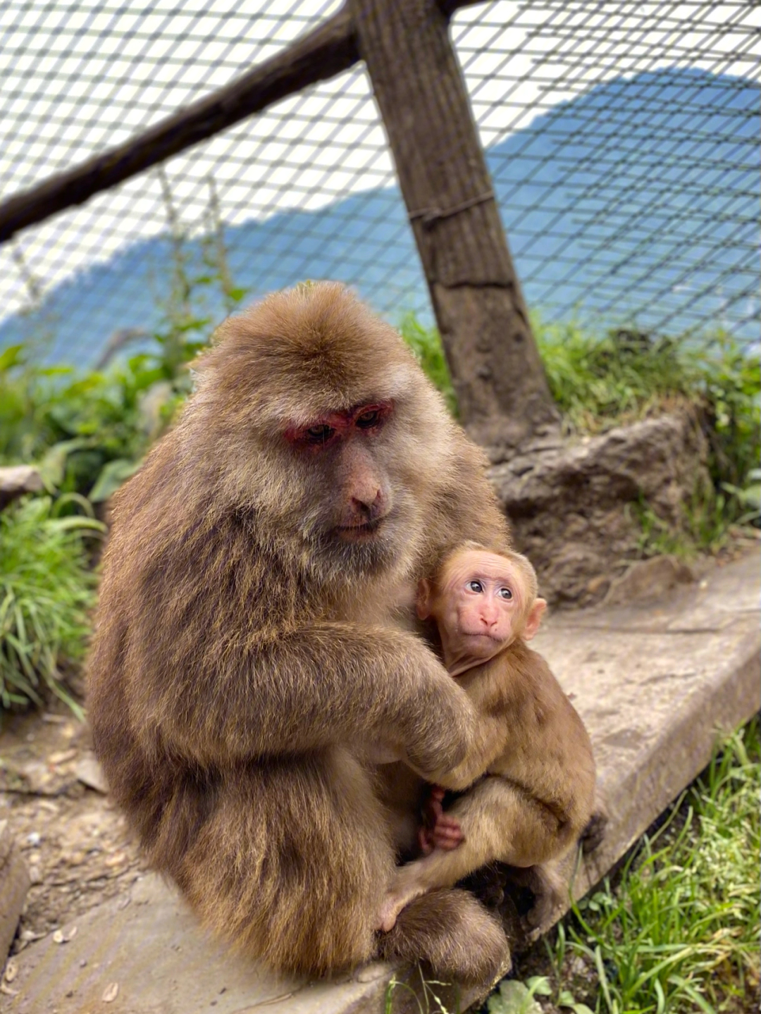 多条“峨眉山猴子被拘留”景区称并非来自保护动物