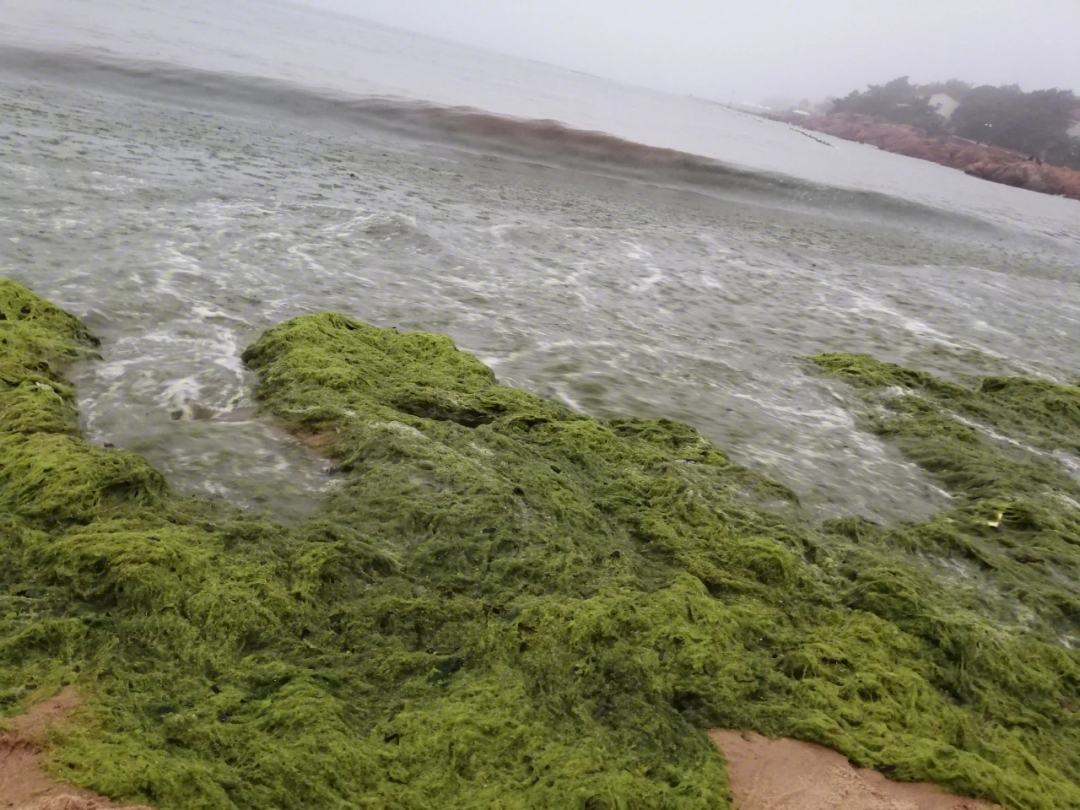 青岛的浒苔我们来看你了