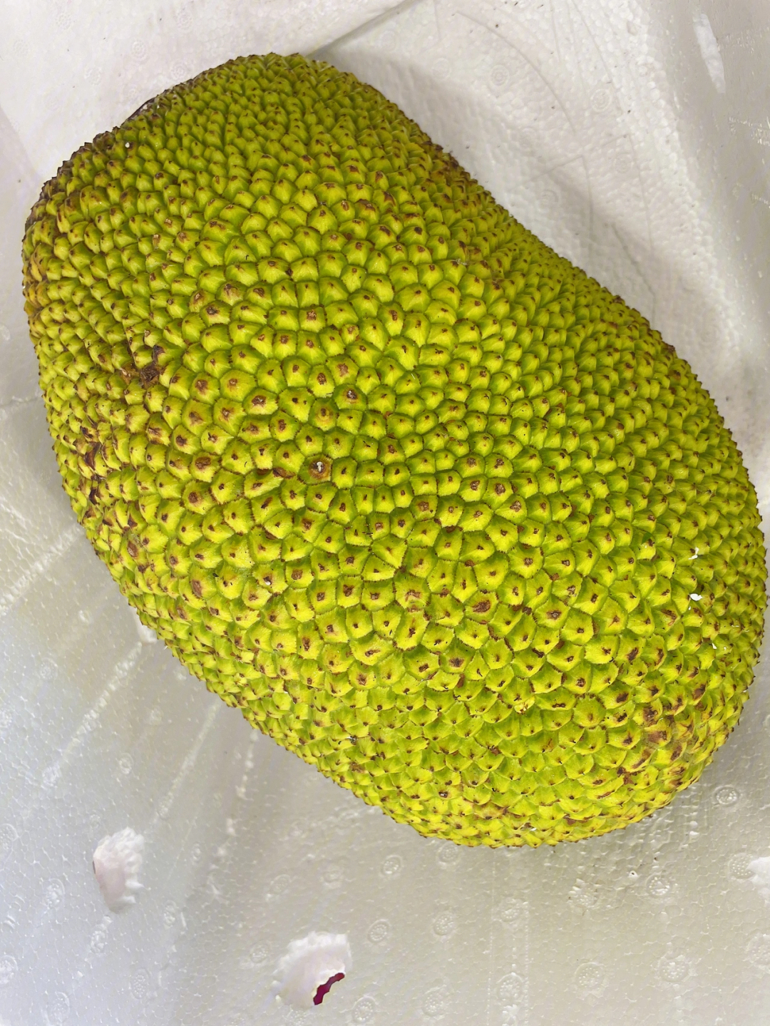 菠萝蜜单个的真实图片图片