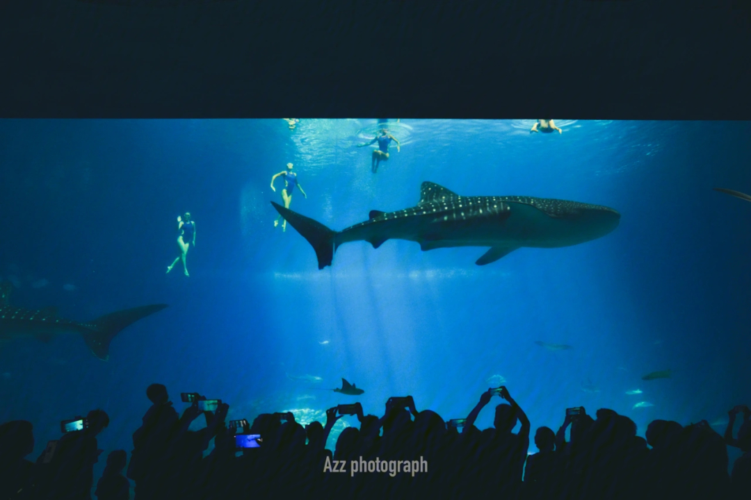 珠海长隆鲸鲨死亡图片