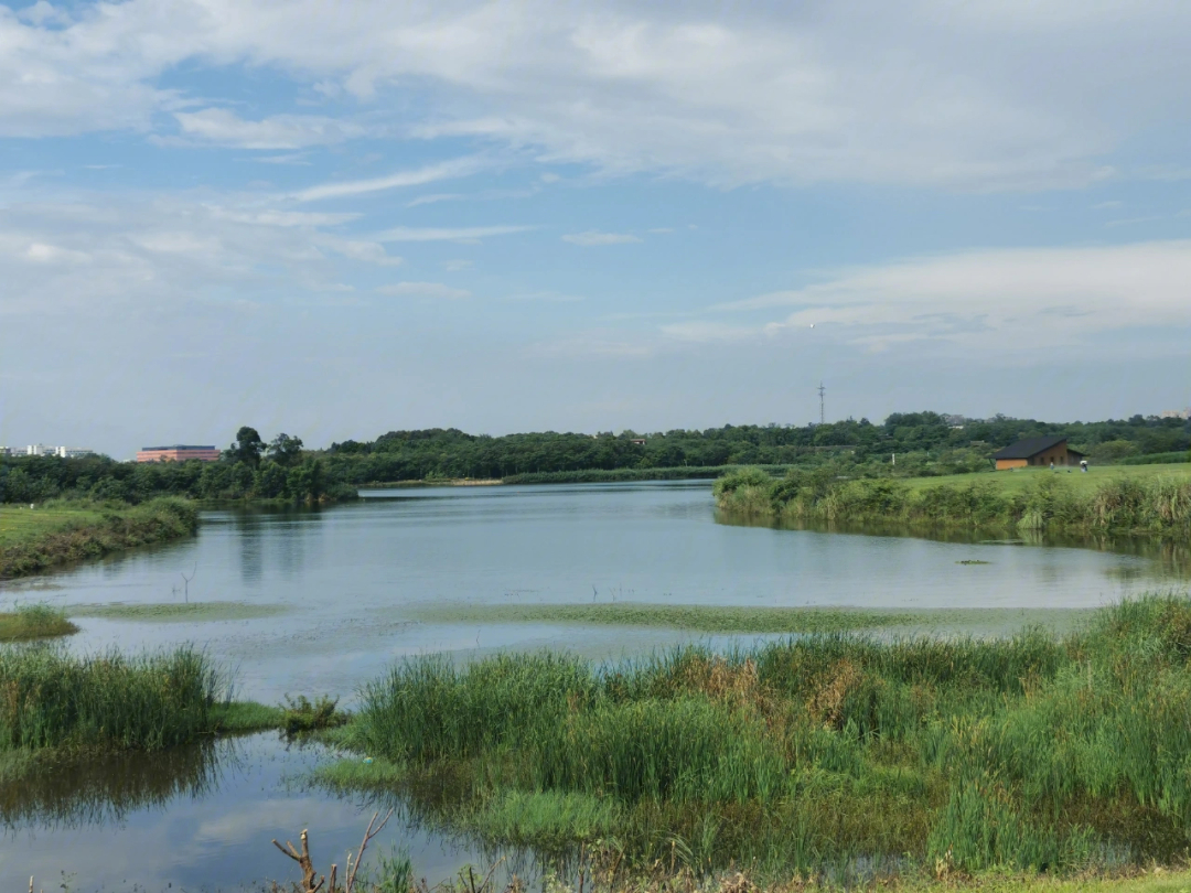 封丘青龙湖湿地公园图片