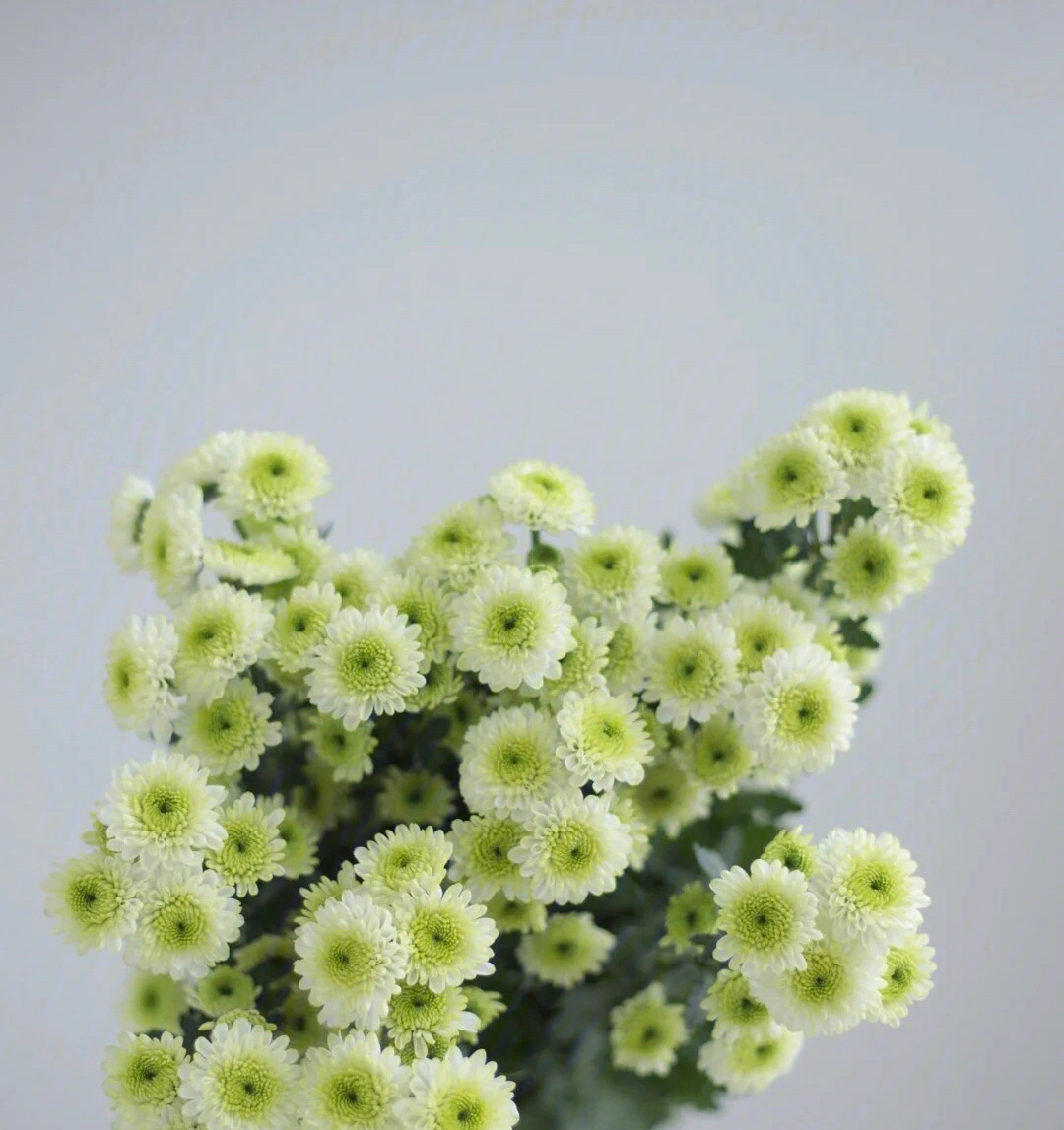 小雏菊醒花步骤图片