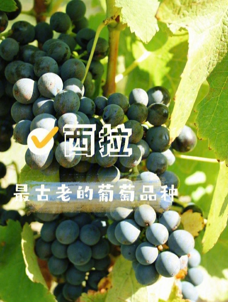 96西拉syrah/shiraz9696西拉葡萄同赤霞珠葡萄非常相似,99果