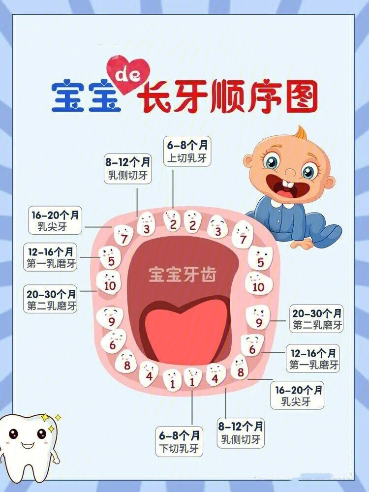 婴儿长乳牙的顺序图图片