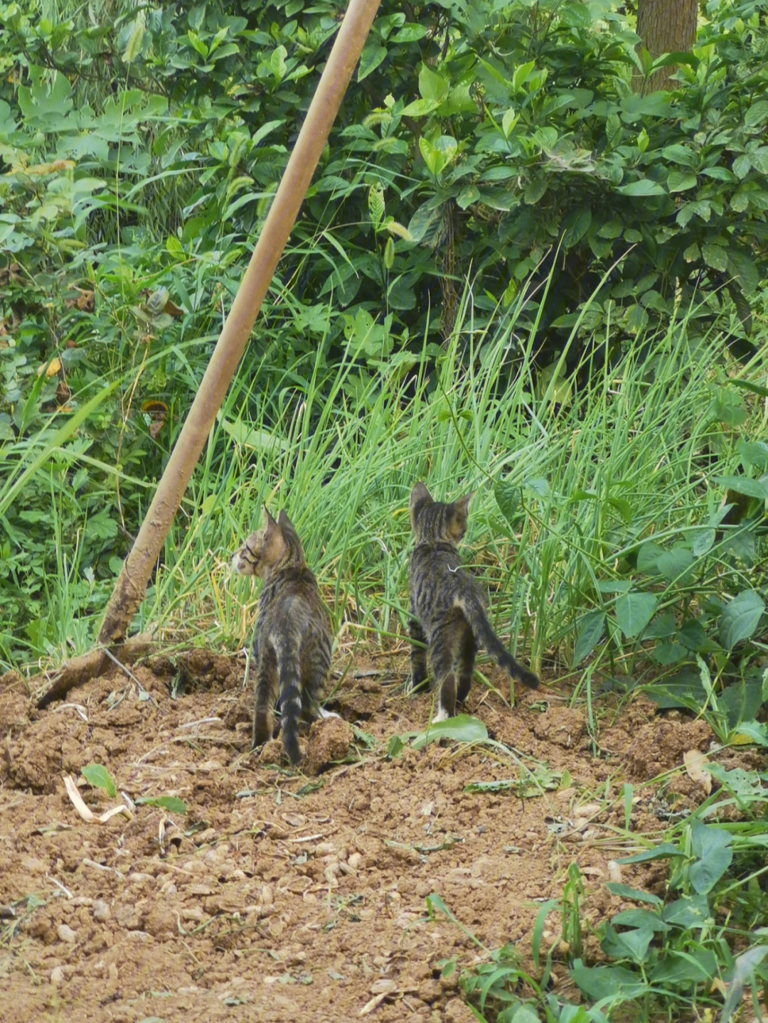 天津猫奶奶图片