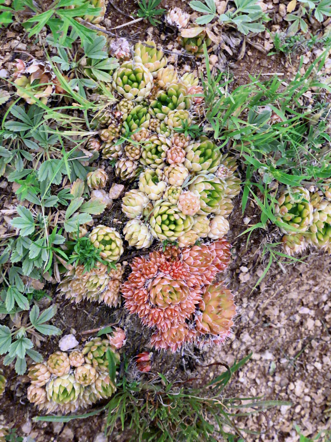 农村野生多肉植物图片