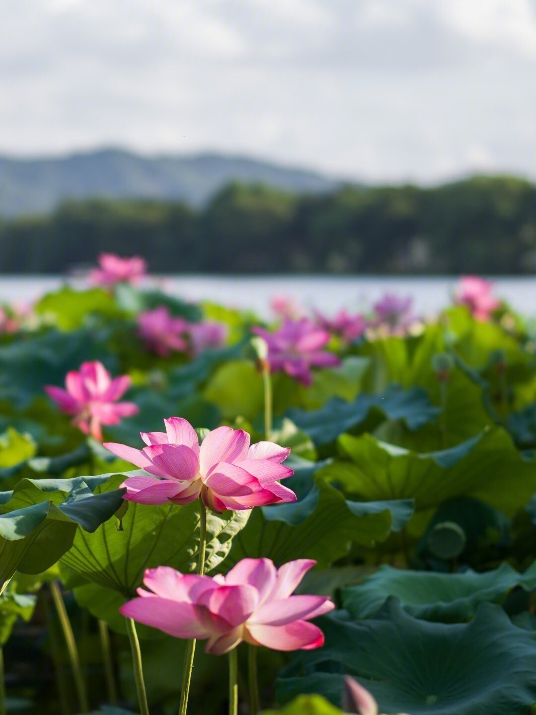 早晨六点半的西湖映日荷花别样红