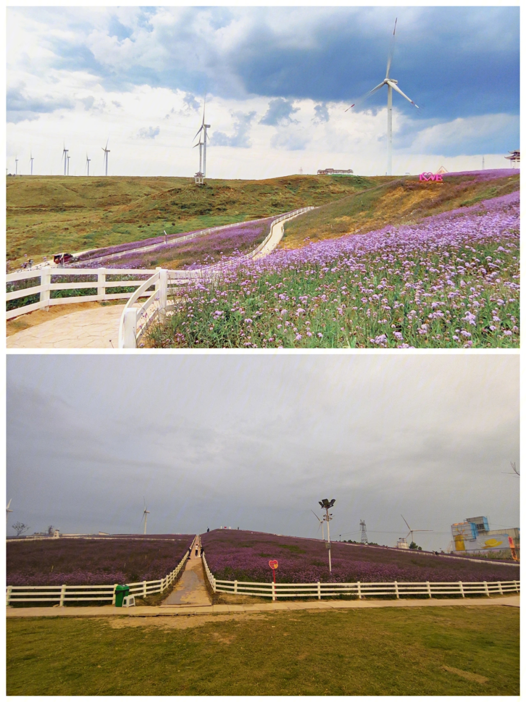 贵阳高坡云顶花海