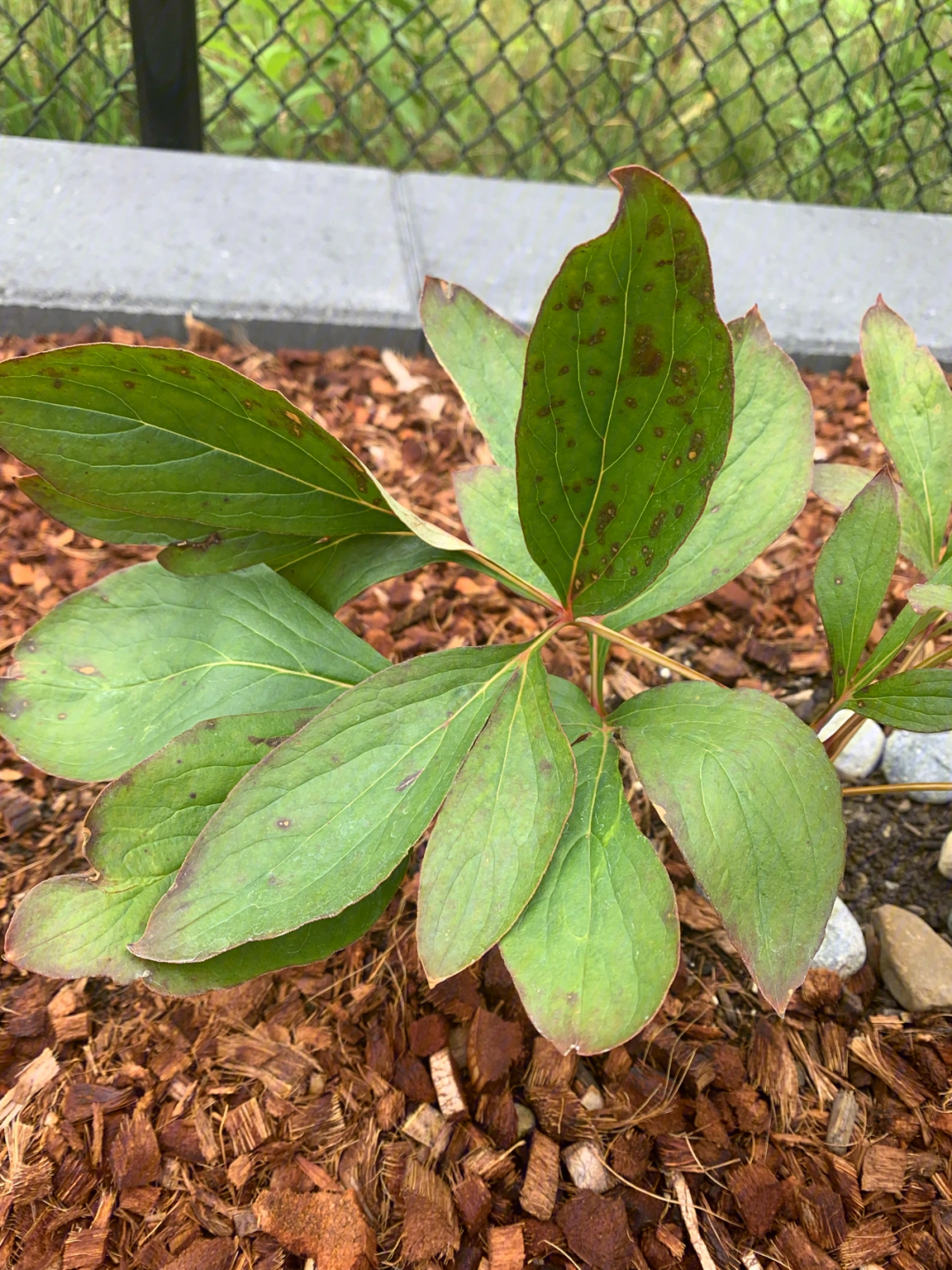 新手小白来问问芍药这是怎么了