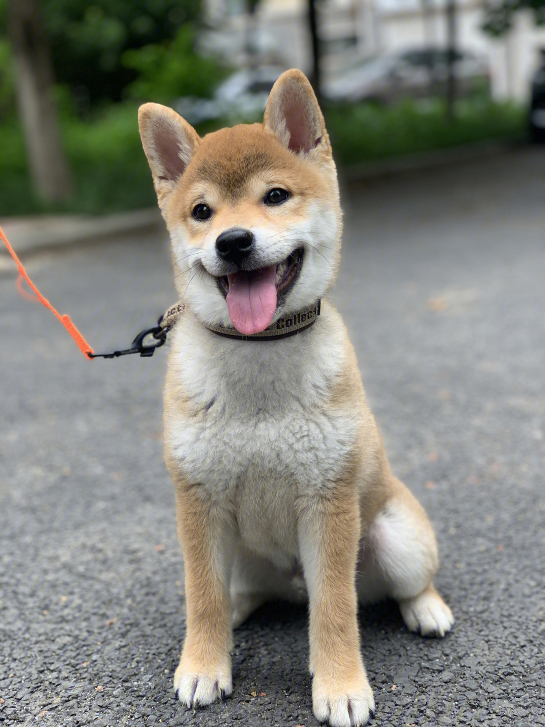 第一次走出家门的小柴犬